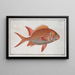Holocentrus Sogo le Gallois - Marcus Elieser Bloch — gerahmtes Bild an der Wand