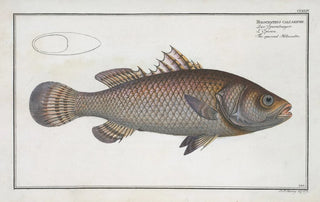 Marcus Elieser Bloch - Holocentrus calcarifer The spurred Holocentre.webp