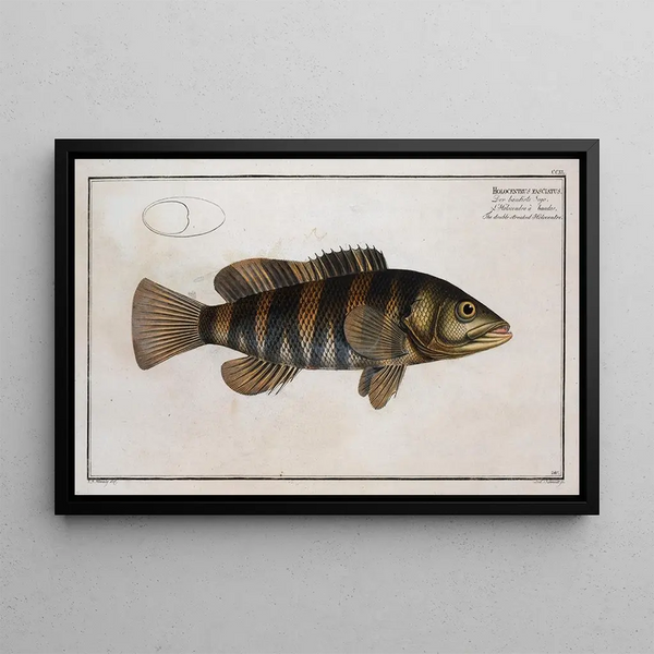 Holocentrus fasciatus Der Doppelbinden-Holocentrus - Marcus Elieser Bloch — gerahmtes Bild an der Wand