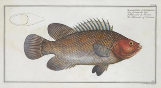 Marcus Elieser Bloch - Holocentrus surinamensis The Holocentre of Surinam.webp