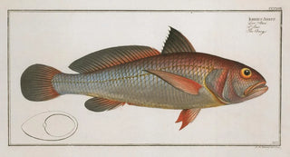 Marcus Elieser Bloch - Johnius Aneus The Aney.webp