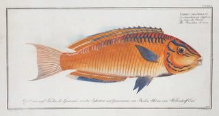 Marcus Elieser Bloch - Labrus brasiliensis The Brasilian Wrasse.webp