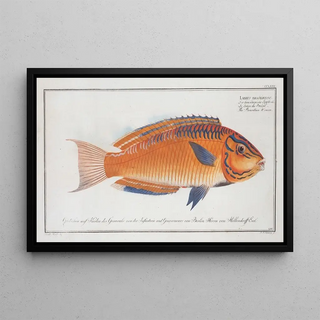 Marcus Elieser Bloch - Labrus brasiliensis The Brasilian Wrasse.webp