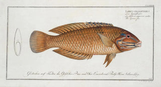 Marcus Elieser Bloch - Labrus chloropterus The Greenfin.webp