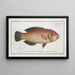 Labrus melapterus Le Blackfin - Marcus Elieser Bloch — gerahmtes Bild an der Wand