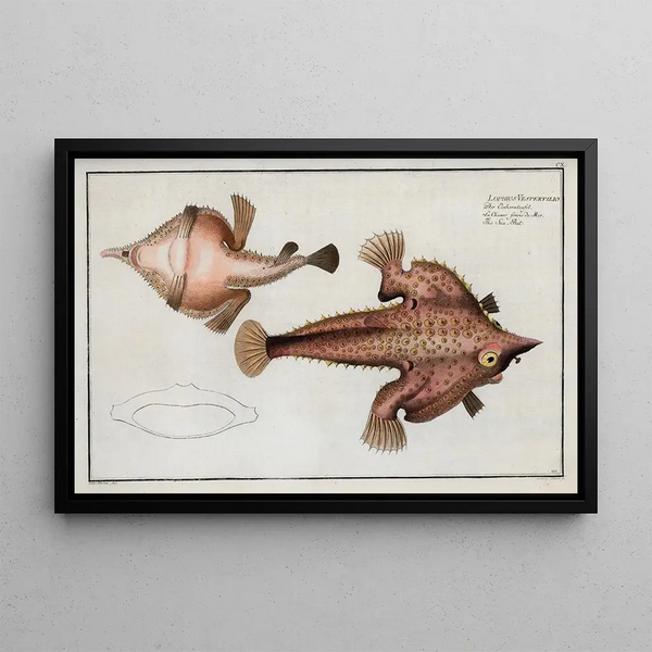 Lophius Vespertilio, die Meeresfledermaus - Marcus Elieser Bloch — gerahmtes Bild an der Wand