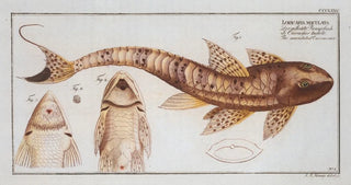 Marcus Elieser Bloch - Loricaria maculata The maculated Cuirassier.webp