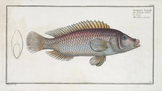Marcus Elieser Bloch - Lutianus Linckii The Lutian of Link.webp