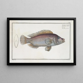 Marcus Elieser Bloch - Lutianus Linckii The Lutian of Link.webp