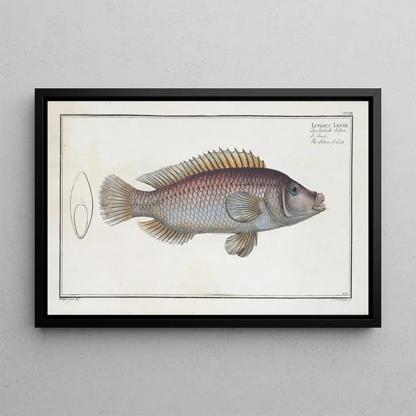 Marcus Elieser Bloch - Lutianus Linckii The Lutian of Link.webp