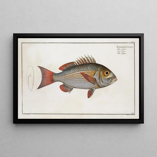 Marcus Elieser Bloch - Lutianus Lutianus The Lutian.webp