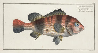 Marcus Elieser Bloch - Lutianus Surinamensis The Lutian of Surinam.webp