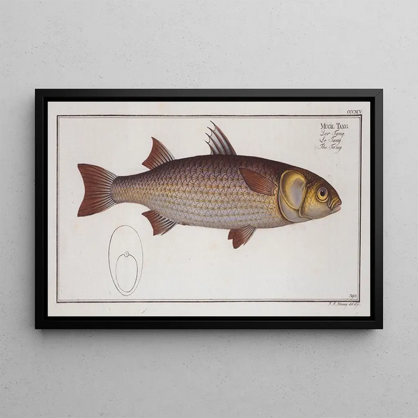 Mugil Tang Le Tang - Marcus Elieser Bloch — gerahmtes Bild an der Wand