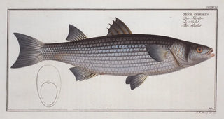 Marcus Elieser Bloch - Mugil cephalus The Mullet.webp