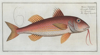 Marcus Elieser Bloch - Mullus Surmuletus The Striped Surmulet.webp