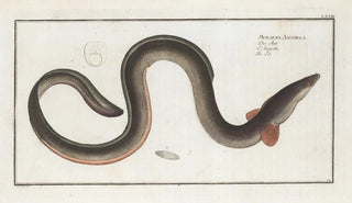 Marcus Elieser Bloch - Muraena Anguilla The Eel.webp