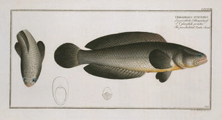 Marcus Elieser Bloch - Ophicephalus punctatus The punctulated Snakehead.webp