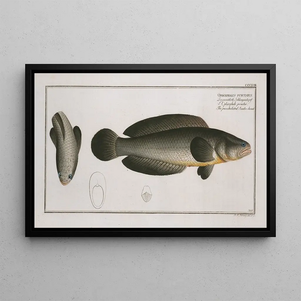 Ophicephalus punctatus Der Punktierte Snakehead - Marcus Elieser Bloch — gerahmtes Bild an der Wand