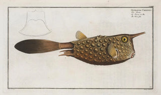 Marcus Elieser Bloch - Ostracion Cornutus The Hornfish.webp