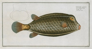 Marcus Elieser Bloch - Ostracion cubicus The SquareFish.webp