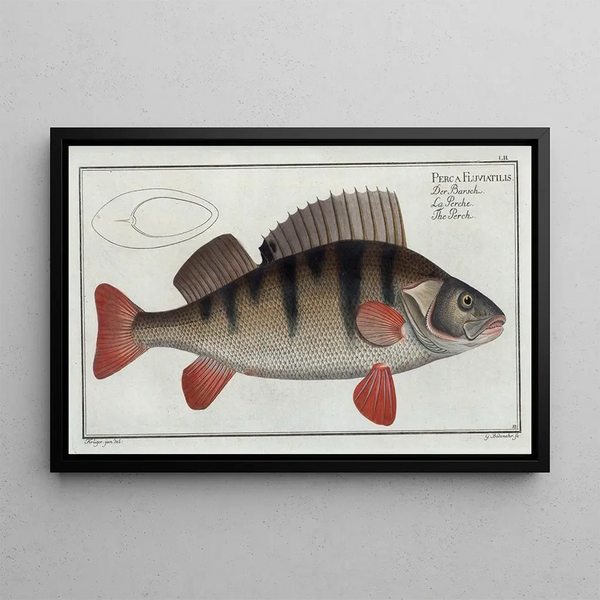 Perca fluviatilis La Perche - Marcus Elieser Bloch — gerahmtes Bild an der Wand