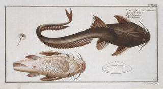Marcus Elieser Bloch - Platystacus cotylephorus The Aspread.webp
