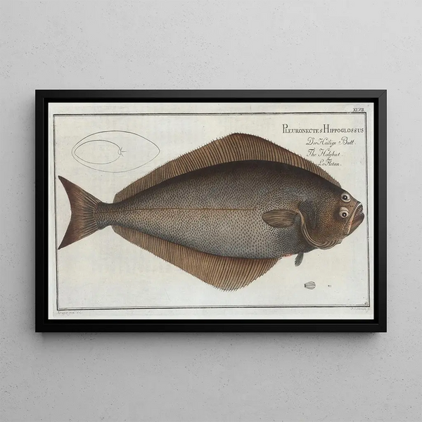 Marcus Elieser Bloch - Pleuronectes Hippoglossus The Holybut.webp