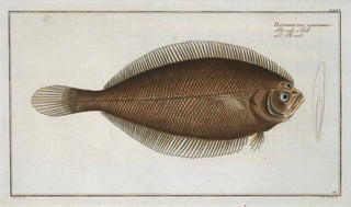 Marcus Elieser Bloch - Pleuronectes limandoides.webp