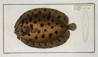 Marcus Elieser Bloch - Pleuronectes punctatus The Whiff.webp