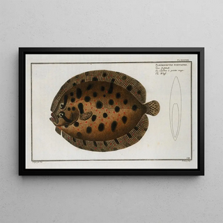 Marcus Elieser Bloch - Pleuronectes punctatus The Whiff.webp