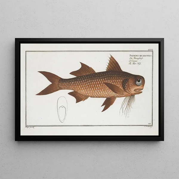 Marcus Elieser Bloch - Polynemus decadactylus The FlatNose.webp