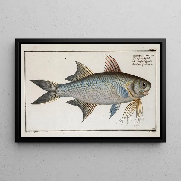 Marcus Elieser Bloch - Polynemus paradiseus The Fish of Paradise.webp