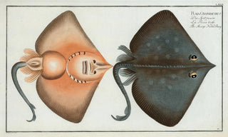 Marcus Elieser Bloch - Raja Oxyrinchus The Sharp NosedRay.webp
