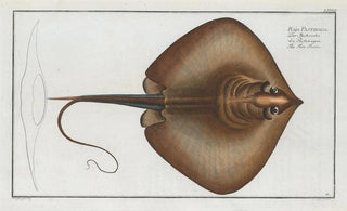 Marcus Elieser Bloch - Raja Pastinaca The Fire Flaire.webp