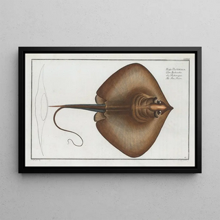 Marcus Elieser Bloch - Raja Pastinaca The Fire Flaire.webp