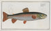 Salmo alpinus, der Omble chevalier - Marcus Elieser Bloch — Ansicht des Kunstwerks