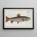 Salmo alpinus, der Omble chevalier - Marcus Elieser Bloch — gerahmtes Bild an der Wand