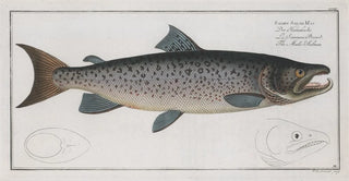 Marcus Elieser Bloch - Salmo Salar Mas The MaleSalmon.webp
