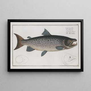 Marcus Elieser Bloch - Salmo Salar Mas The MaleSalmon.webp