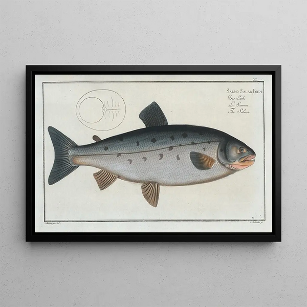 Salmo salar, der Lachs - Marcus Elieser Bloch — gerahmtes Bild an der Wand