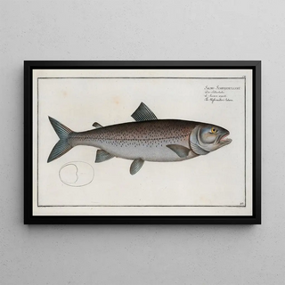 Marcus Elieser Bloch - Salmo Schifermulleri The Schifermillers Salmon.webp