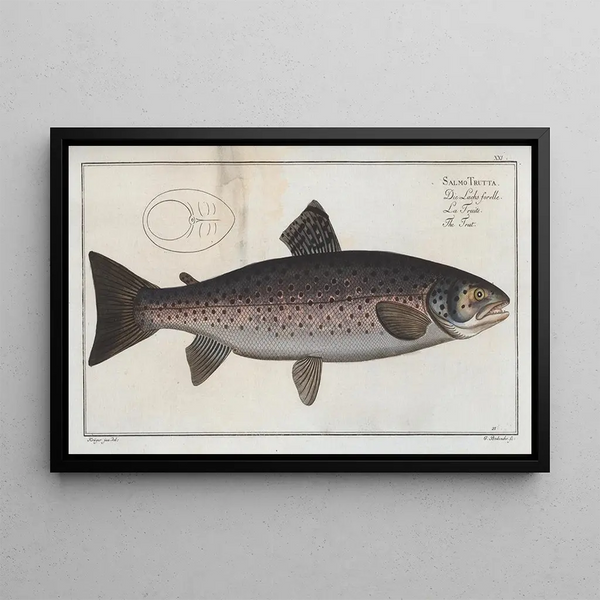 Salmo trutta, die Forelle - Marcus Elieser Bloch — gerahmtes Bild an der Wand