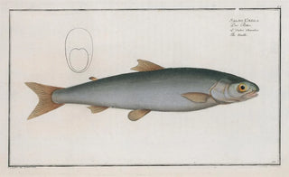 Marcus Elieser Bloch - Salmo Umbla The Umble.webp