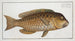 Scarus cretensis, der griechische Papageienfisch - Marcus Elieser Bloch — Ansicht des Kunstwerks
