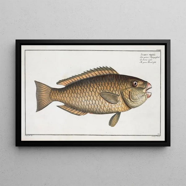 Scarus viridis, der grüne Papageienfisch - Marcus Elieser Bloch — gerahmtes Bild an der Wand