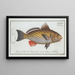 Sciaena cirrosa, die barbue-ombrine - Marcus Elieser Bloch — gerahmtes Bild an der Wand