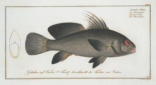 Marcus Elieser Bloch - Sciaena nigra The BlackUmber.webp