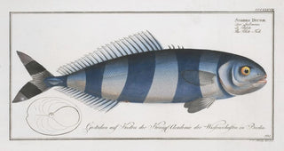 Marcus Elieser Bloch - Scomber Ductor The PiloteFish.webp