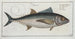 Scomber thynnus Der Thunfisch - Marcus Elieser Bloch — Ansicht des Kunstwerks