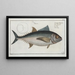 Scomber thynnus Der Thunfisch - Marcus Elieser Bloch — gerahmtes Bild an der Wand
